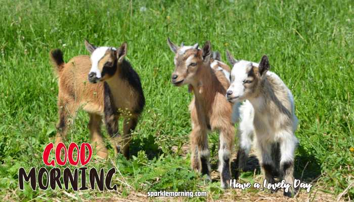 Good Morning Cute Images