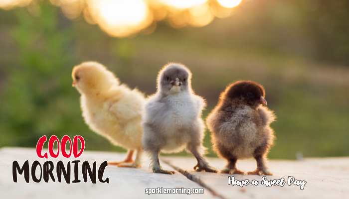 good morning cute images