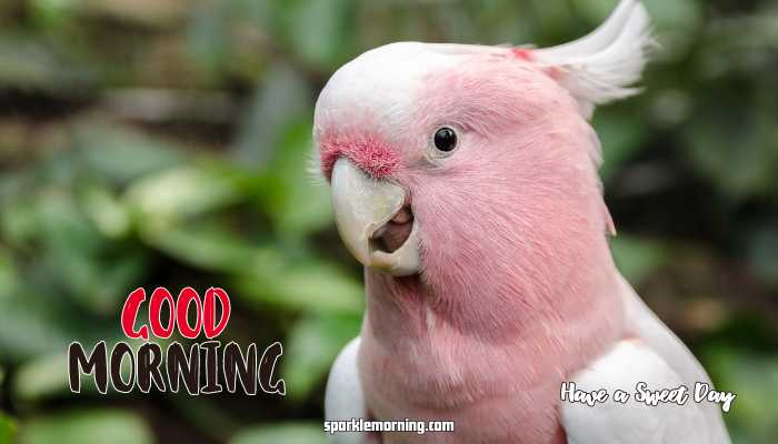 Good Morning Cute Images