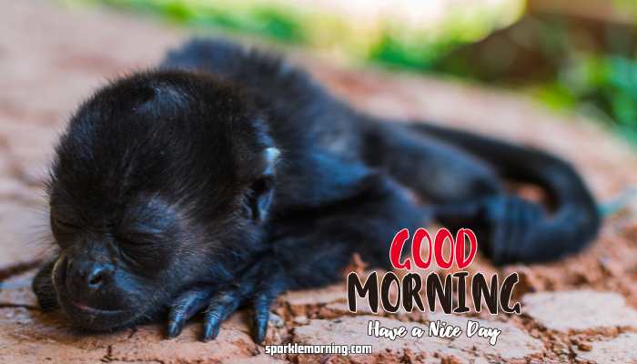 Good Morning Cute Images