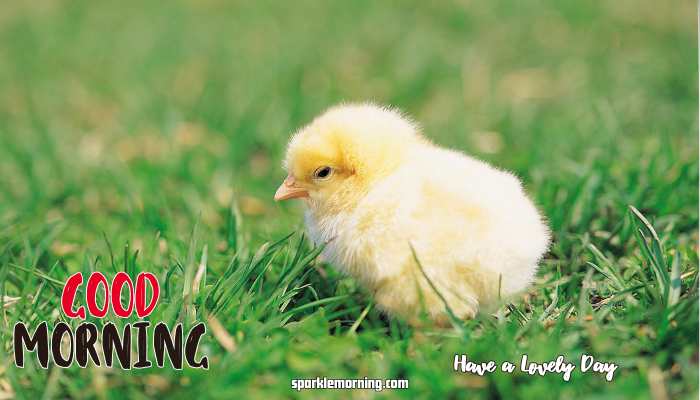 Good Morning Cute Images