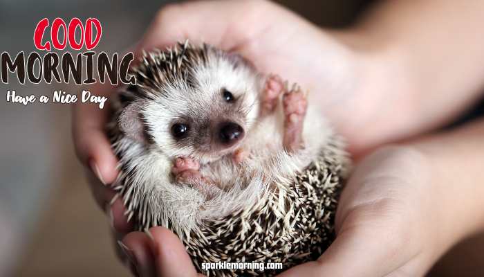 Good Morning Cute Images