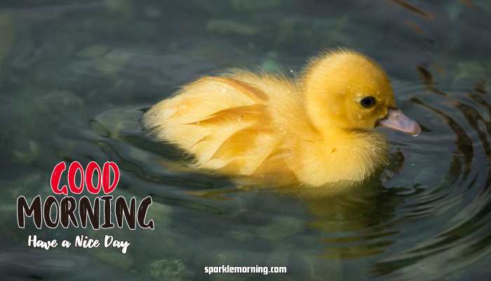 Good Morning Cute Images