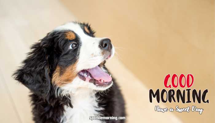 Good Morning Cute Images