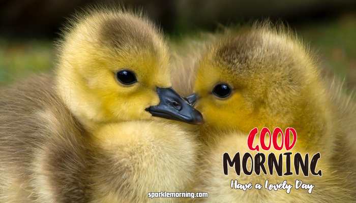 Good Morning Cute Images