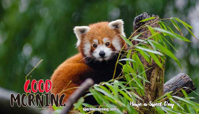 good morning cute images