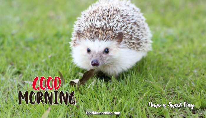 Good Morning Cute Images