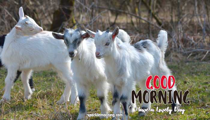 Good Morning Cute Images