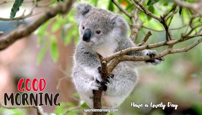 Good Morning Cute Images