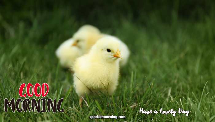 Good Morning Cute Images