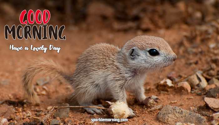 Good Morning Cute Images