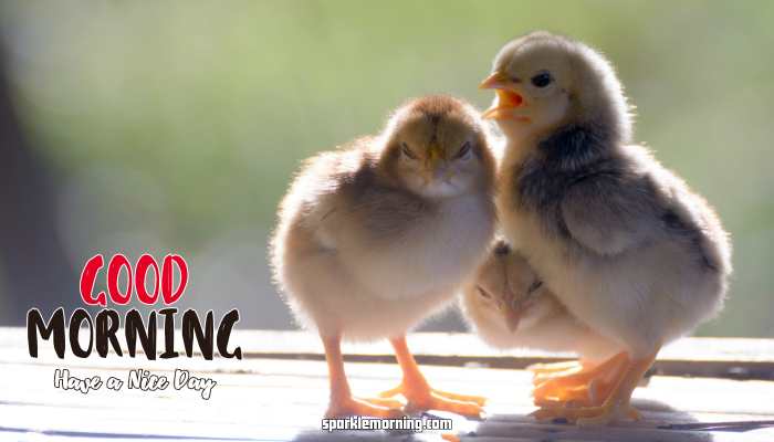 Good Morning Cute Images