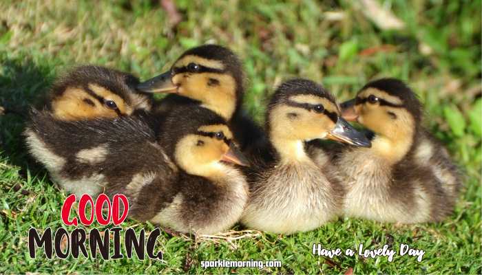 Good Morning Cute Images