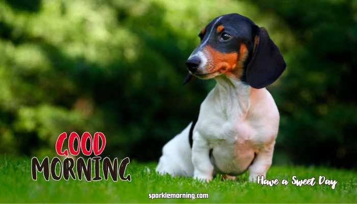 Good Morning Cute Images