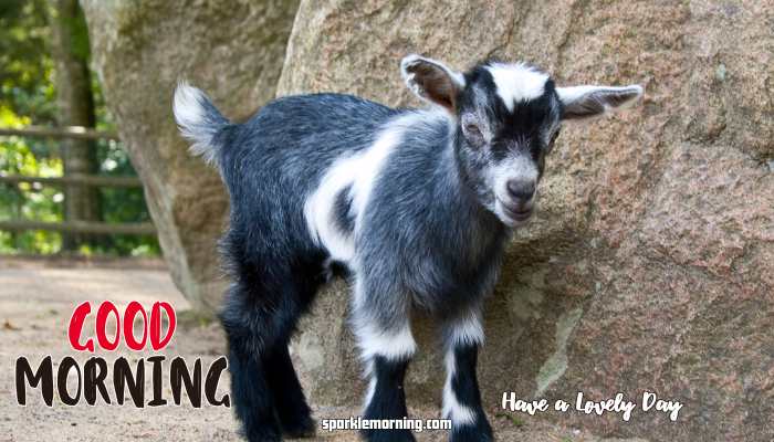 good morning cute images