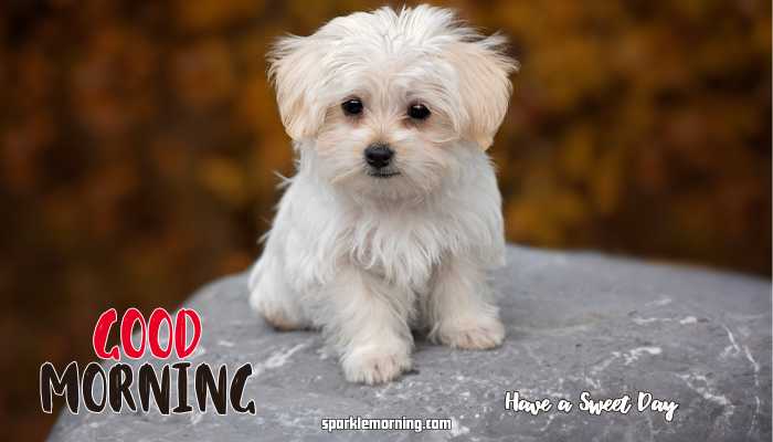 Good Morning Cute Images