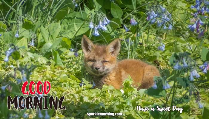 Good Morning Cute Images