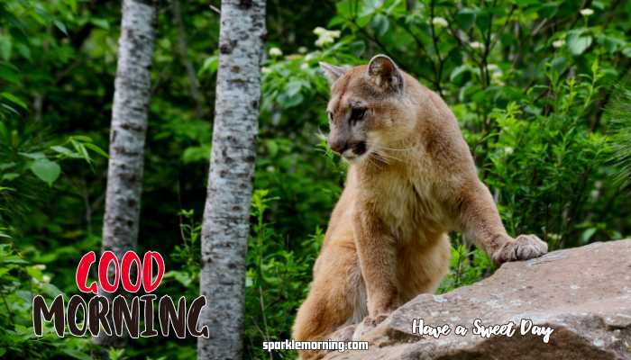 Good Morning Cute Images