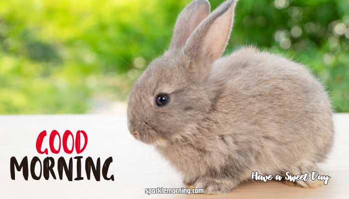 Good Morning Cute Images