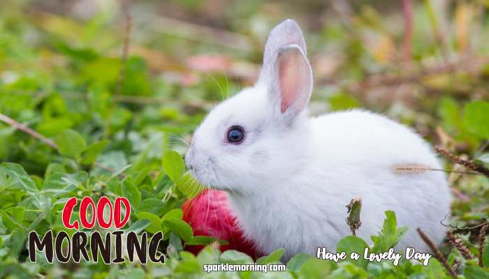 Good Morning Cute Images