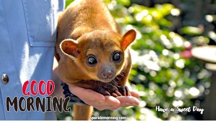 Good Morning Cute Images