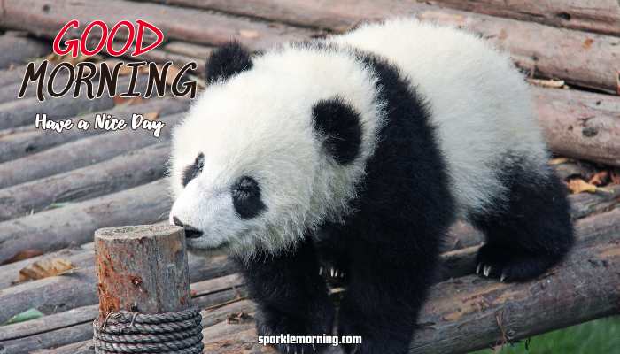 Good Morning Cute Images