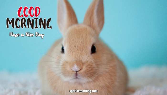 Good Morning Cute Images