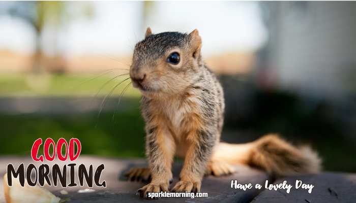 Good Morning Cute Images