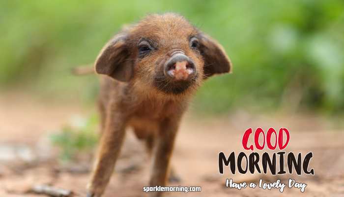 Good Morning Cute Images