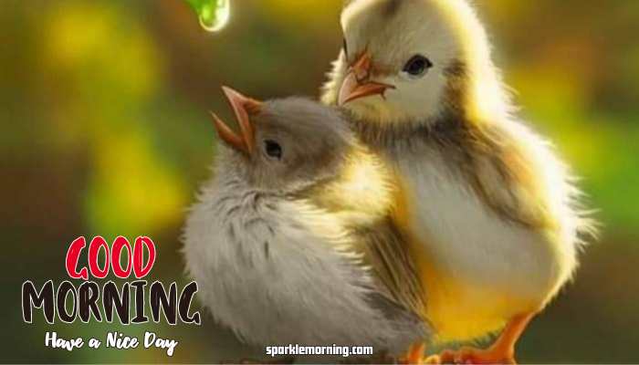 Good Morning cute Images