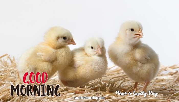 Good Morning cute Images