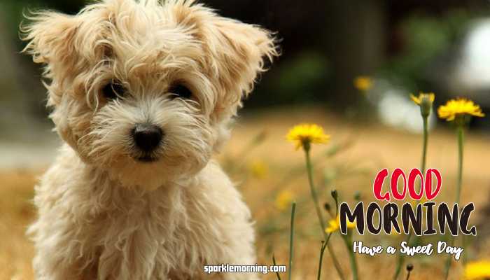 Good Morning cute Images