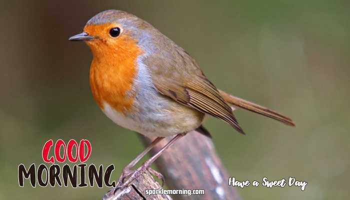 Good Morning cute Images