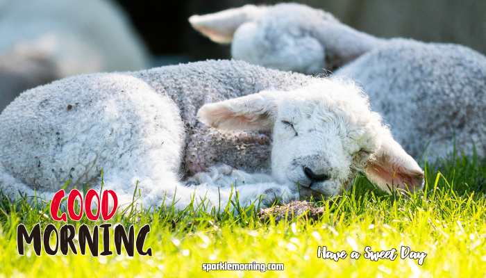 Good Morning cute Images