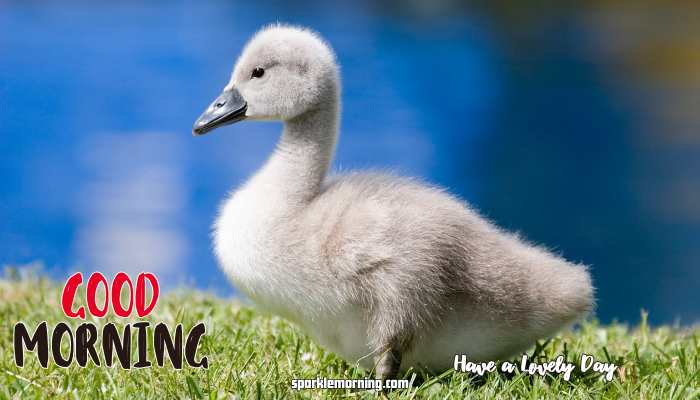 Good Morning cute Images
