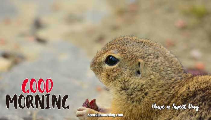 Good Morning cute Images