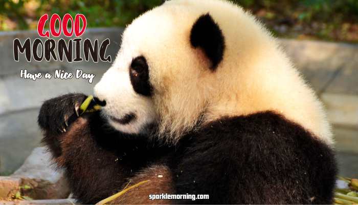 Good Morning cute Images