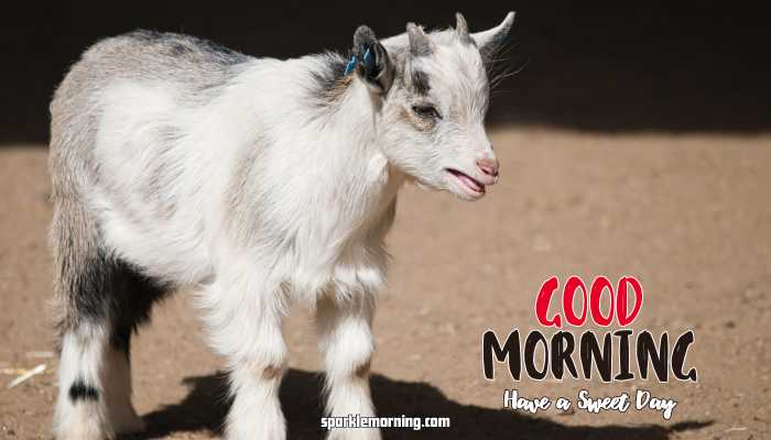 Good Morning cute Images