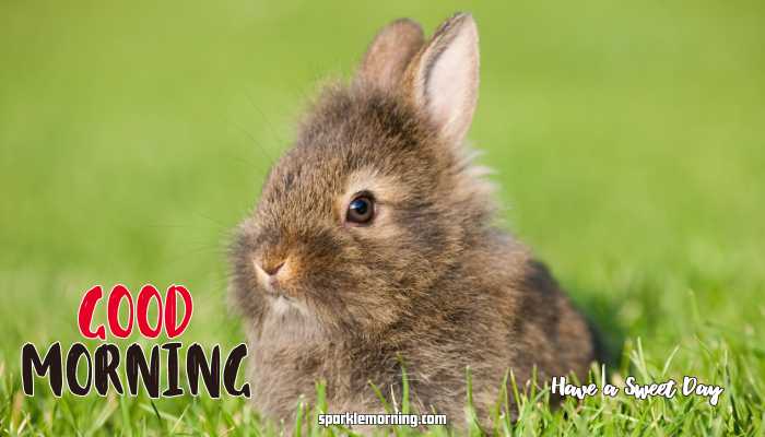 Good Morning cute Images