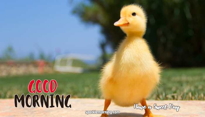 Good Morning cute Images