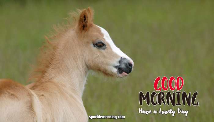 Good Morning cute Images