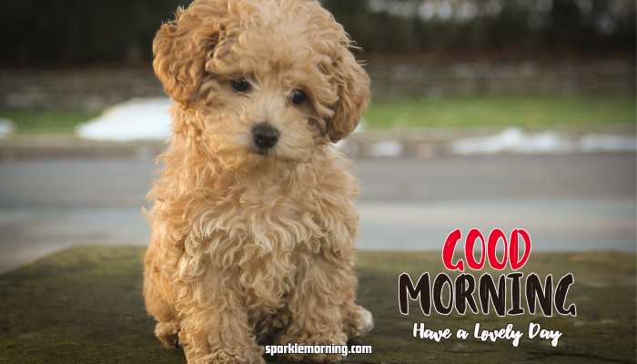 Good Morning cute Images