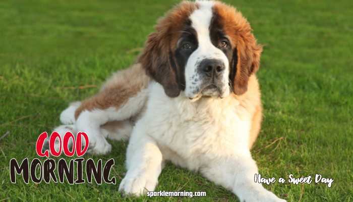 Good Morning cute Images