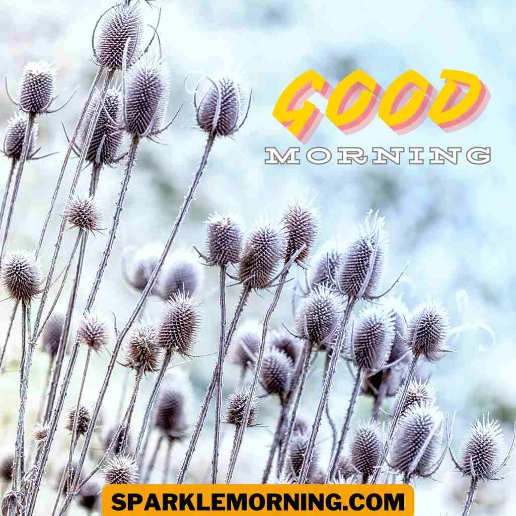 Good Morning Purple Flower Images