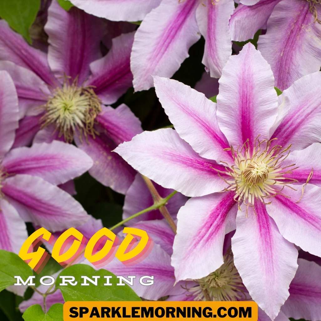 Good Morning Purple Flower Images