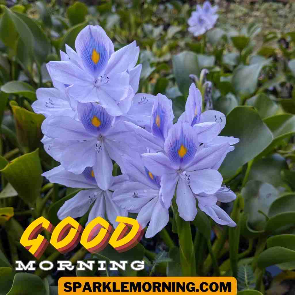 Good Morning Purple Flower Images