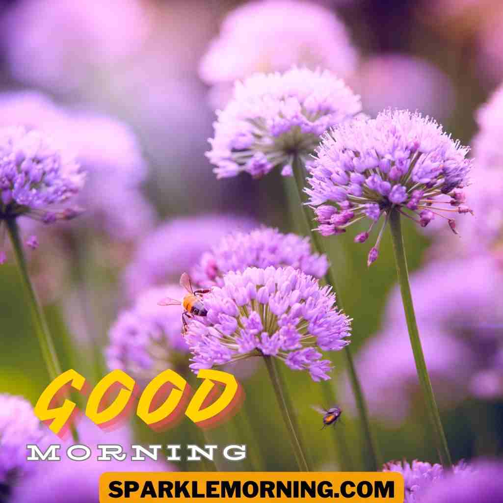Good Morning Purple Flower Images