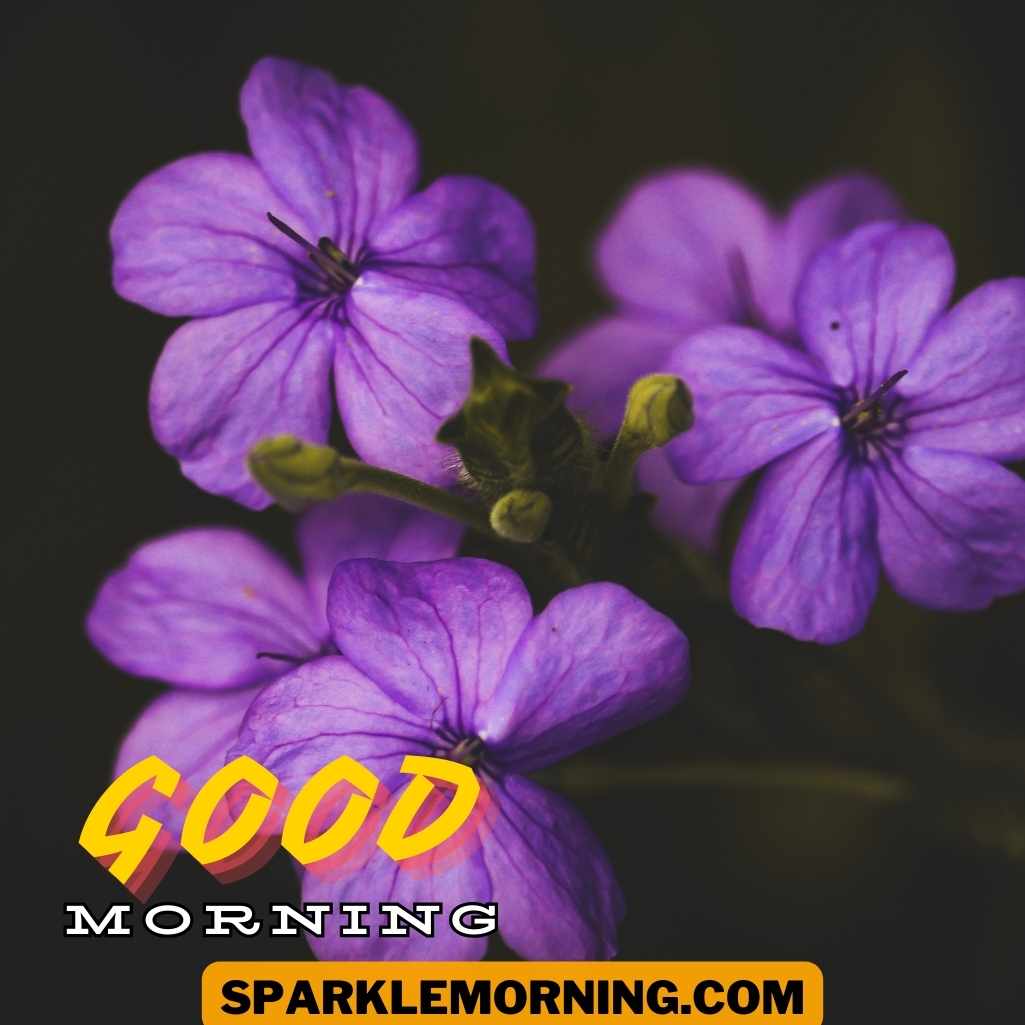 Good Morning Purple Flower Images
