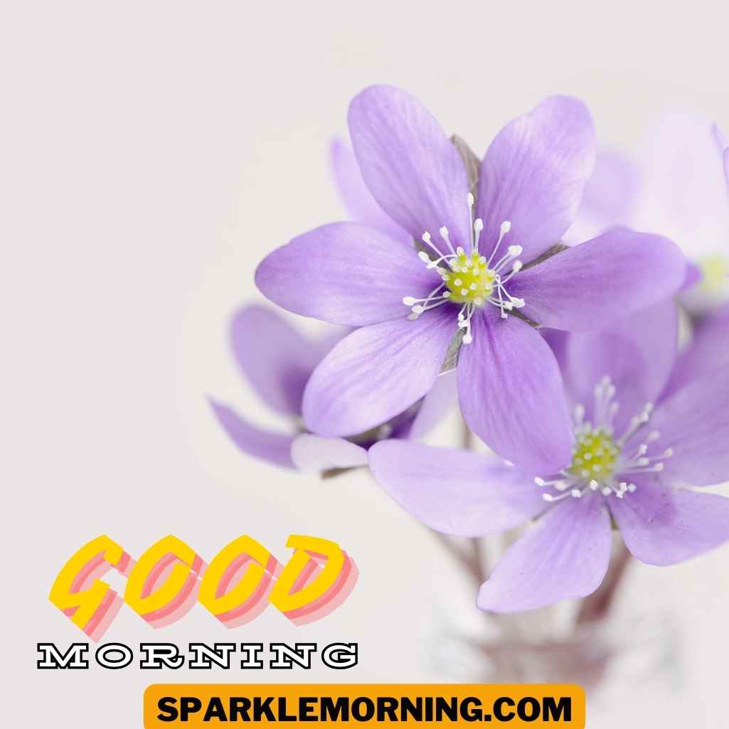 Good Morning Purple Flower Images
