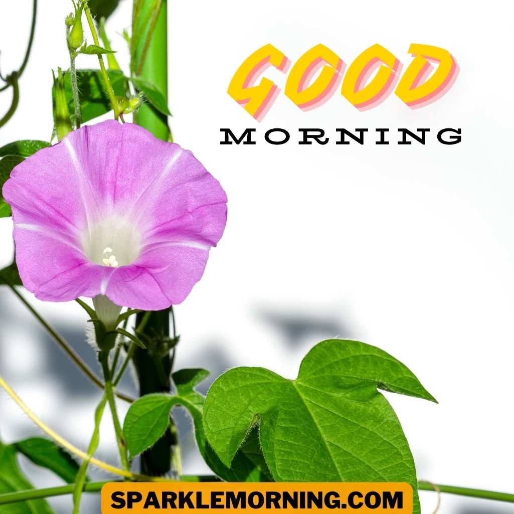 Good Morning Purple Flower Images